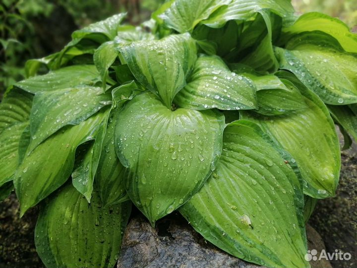 Хоста Форчуна Альбопикта (Fortunei Albopicta)