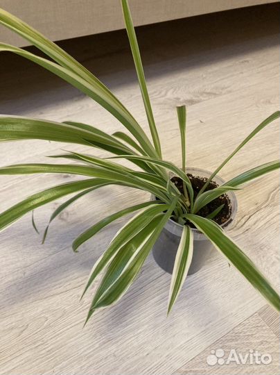 Хлорофитум