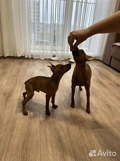 Цвергпинчер мальчик