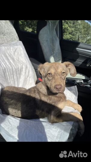 Собака (щенок) бесплатно