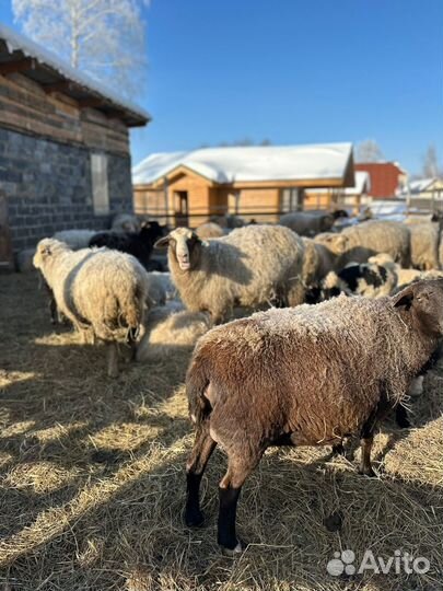 Ягнята, овцы, бараны