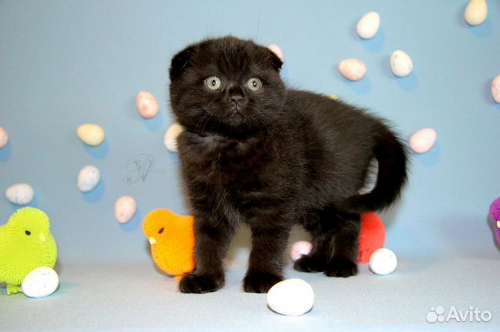 Черные и шоколадные шотландские котята