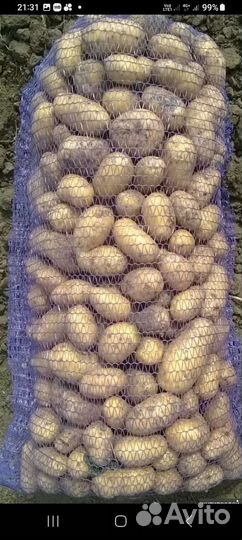 Продам картофель