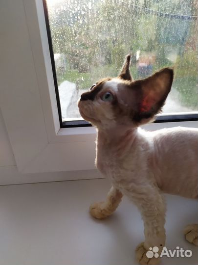 Котята девон-рекс