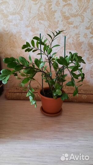 Замиокулькас