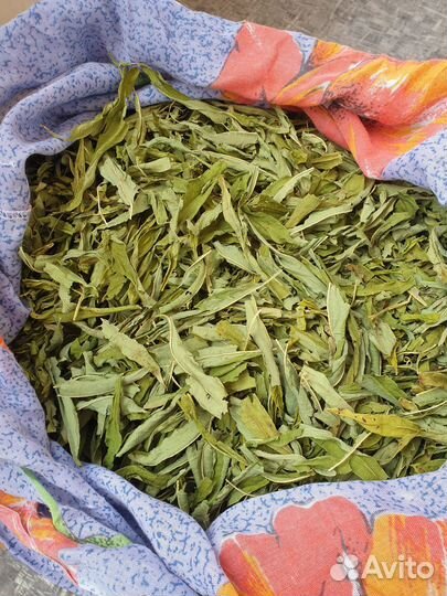 Иван чай, сбор 2023