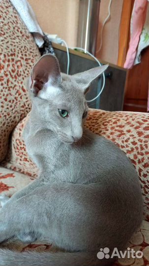 Ориентальные котята