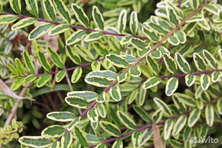 Жимолость вариегата