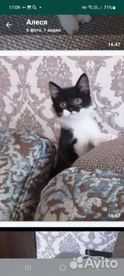 Котята в добрые руки бесплатно