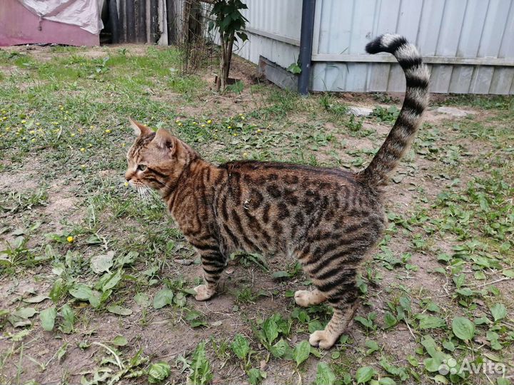 Котята бенгальские