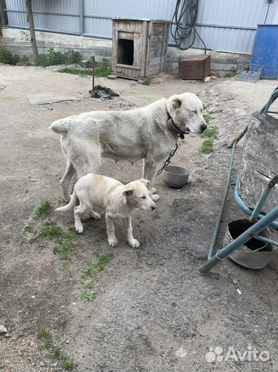 Собака
