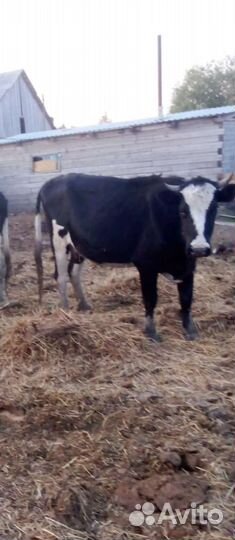 Корова дойная