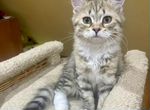 Шикарные сибирские котята