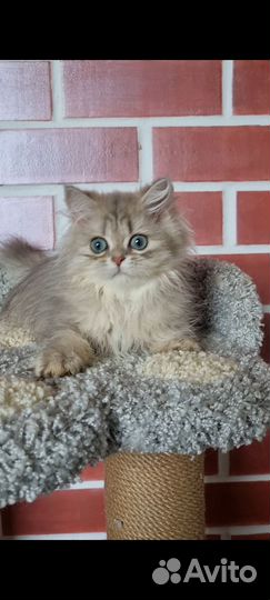 Мальчик британец, голубая золотая шиншилла