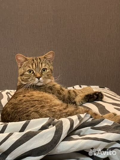Шотландский Кот вязка