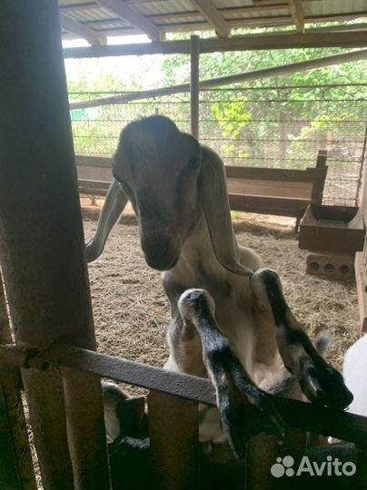 Нубийские козлики и козочки