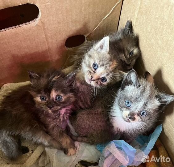 Котята даром