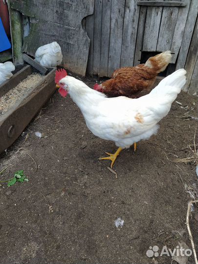 Продается петух
