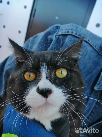 Котик ищет дом