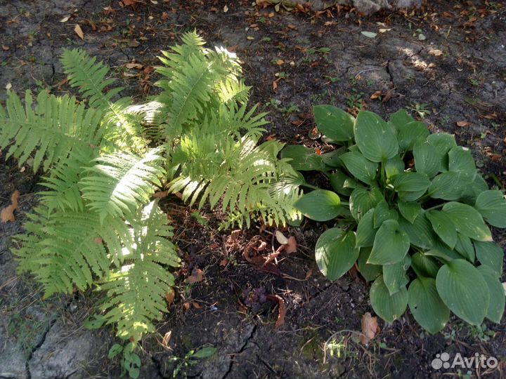 Папоротник садовый