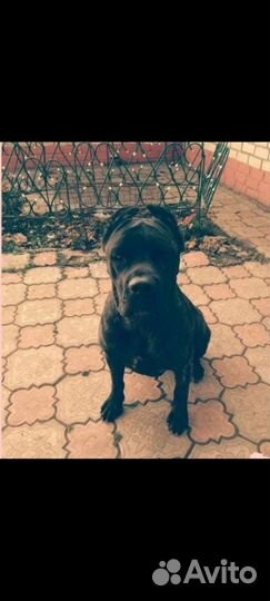 Кане Корсо вязка