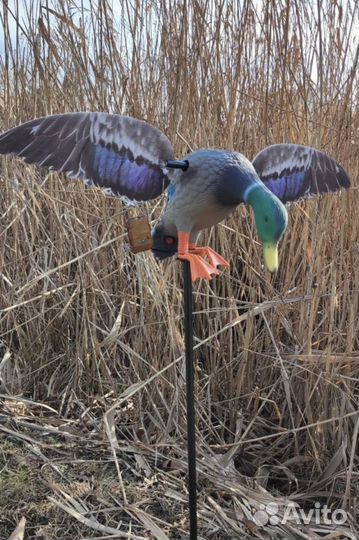 Чучело утки махокрыл