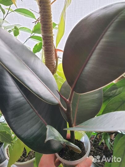 Фикус Эластика 