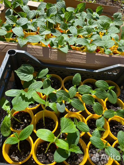 Рассада огурцов