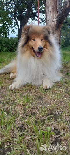 Колли щенки