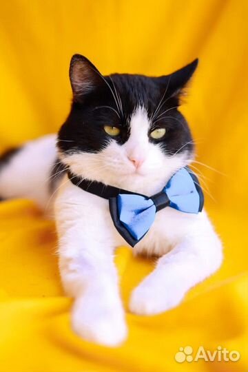 Кот Барон ищет свою семью