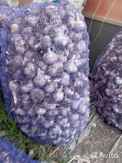 Чеснок оптом