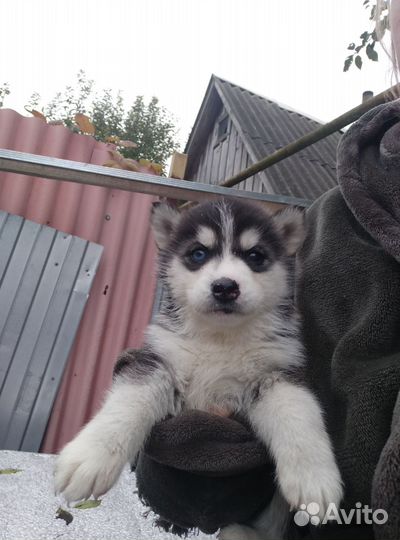 Щеночки Сибирский хаски