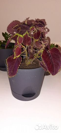 Колеусы вегетативные