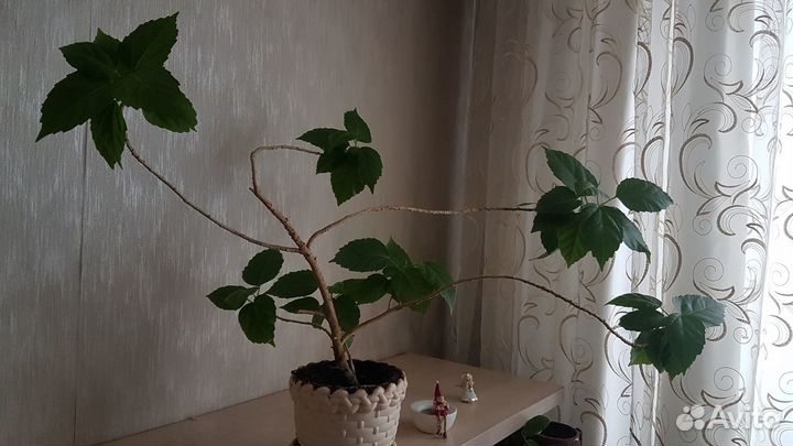 Комнатные цветы. Гибискус китайский