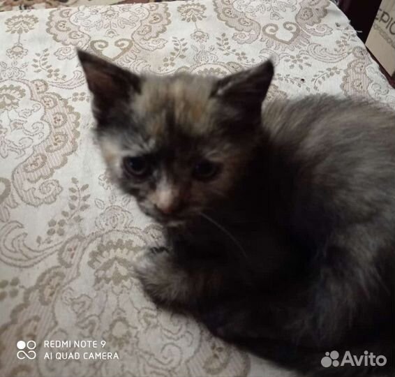 Кошка в дар бесплатно