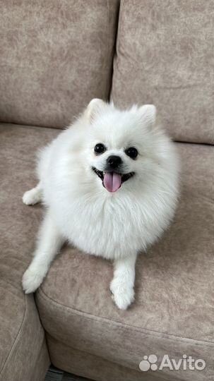 Щенок померанского шпица мальчик