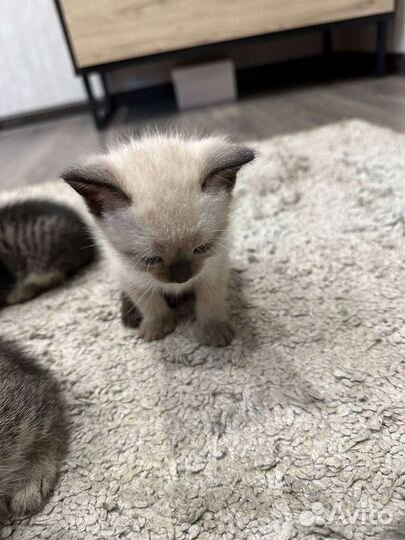 Кошка в дар бесплатно