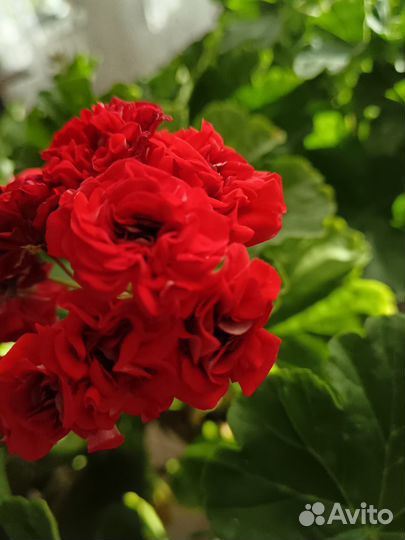 Пеларгония розебудная, большой куст