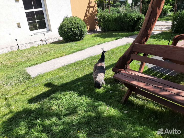 Продам пару взрослых павлинов