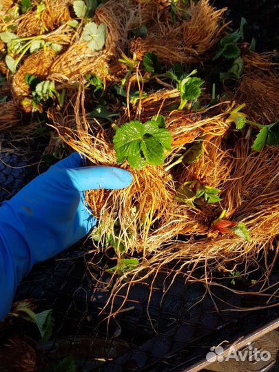 Рассада ремонтантной клубники