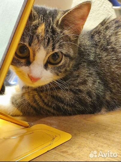 Чистопородная Азиатская кошечка-котенок