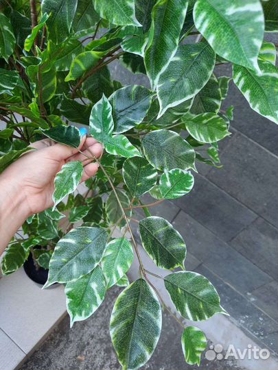 Искусственный фикус дерево