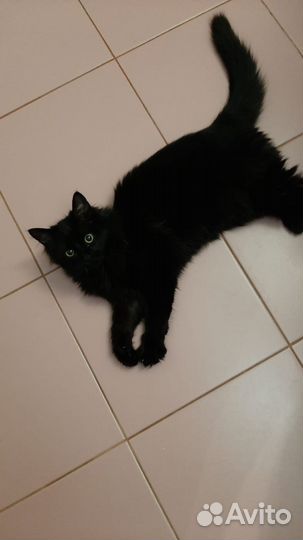 Кошечка 4 месяца