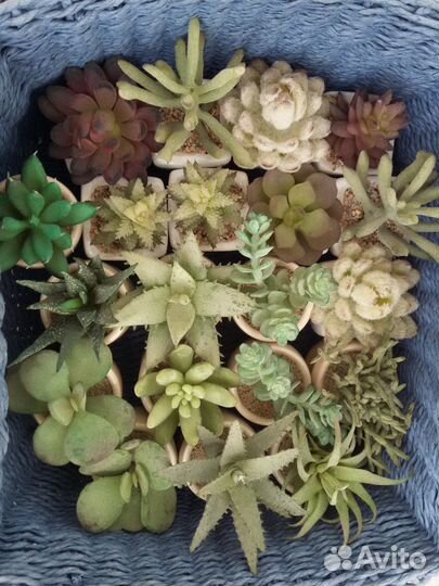 Растения искуственные SIA