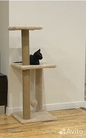 Когтеточка