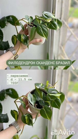 Филодендрон сканденс бразил