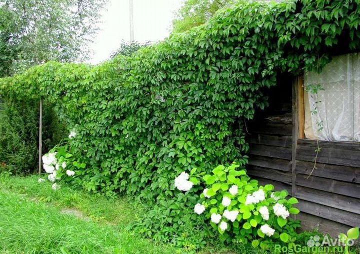 Девичий виноград