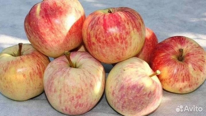 Саженцы яблони Успенское
