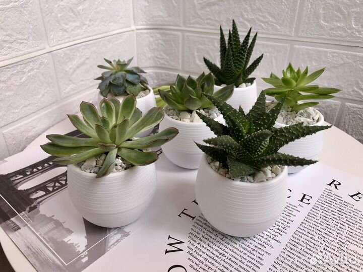 Суккуленты в горшочках