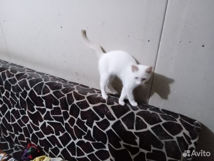 Белый котёнок